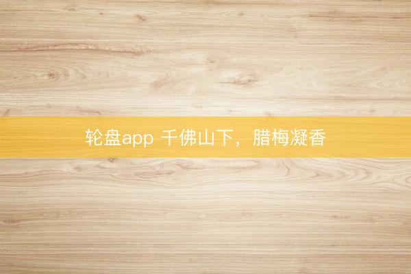 轮盘app 千佛山下，腊梅凝香
